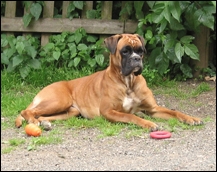 QUEEN von Mauritius
